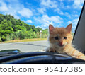 kitten and drive 95417385
