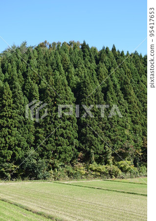 山形縣杉林山林 95417653