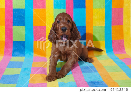 Brown adorable Irish Setter puppy. photo shoot on a multicolored background Brown adorable Irish Setter puppy. photo shoot on a multicolored background 95418246