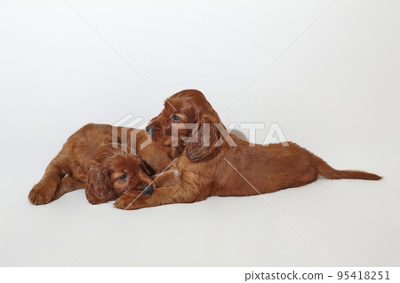 two little brown adorable Irish setter puppies are playing. photo shoot in the studio on a white background two little brown adorable Irish setter puppies are playing. photo shoot in the studio on a white background 95418251