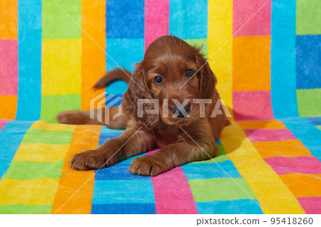 Brown adorable Irish Setter puppy. photo shoot on a multicolored background 95418260