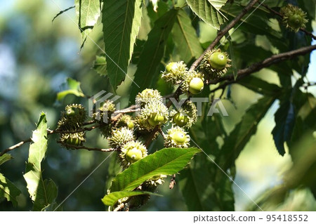 September 2022 Sawtooth Seedlings 95418552