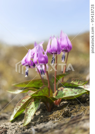 Katakuri Usucho Zenkoji Nature Park 北海道伊達市 Katakuri Usucho Zenkoji Nature Park 北海道伊達市 95418728