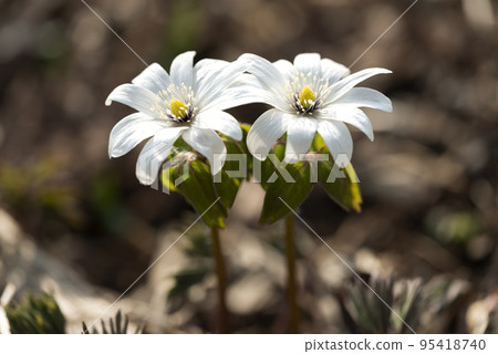 Anemone radde Toyoura Town 95418740