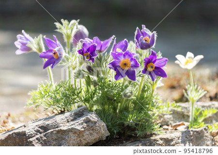 Pulsatilla spp. Takino Suzuran Hillside Park Sapporo 95418796