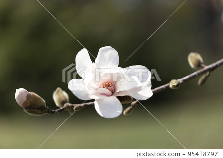 Magnolia Merrill Yurigahara Park Sapporo 95418797