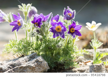 Pulsatilla spp. Takino Suzuran Hillside Park Sapporo 95418798