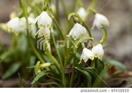 Spring blooming snowflake Takino Suzuran Hillside Park Sapporo City 95418810