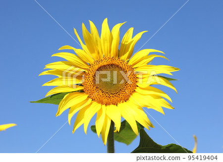 sunflower	 95419404