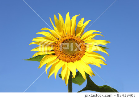 sunflower	 95419405