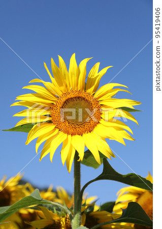 sunflower	 95419406