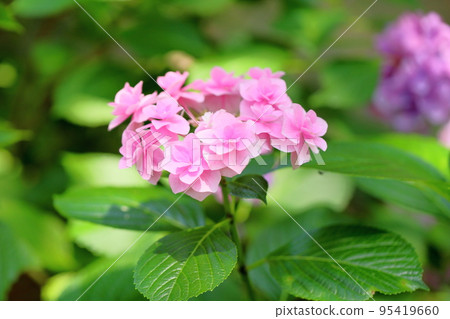 Gaku繡球花 95419660