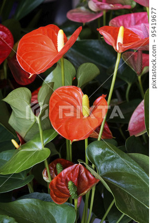 刺梨的一朵鮮紅色的花，散發著熾熱的光芒 95419677