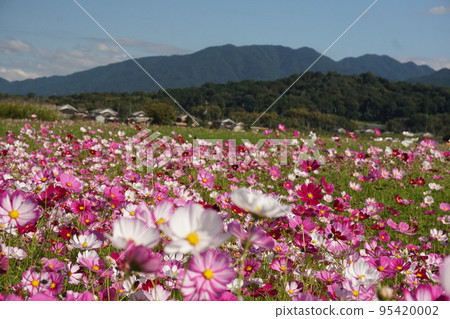  Cosmos field 95420002