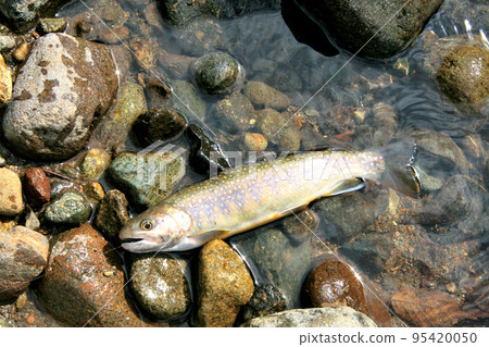 在風景秀麗的鐮川谷山澗中釣魚的高級男性垂釣者 在風景秀麗的鐮川谷山澗中釣魚的高級男性垂釣者 95420050
