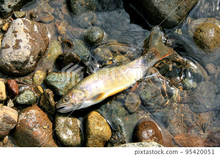 在風景秀麗的鐮川谷山澗中釣魚的高級男性垂釣者 在風景秀麗的鐮川谷山澗中釣魚的高級男性垂釣者 95420051