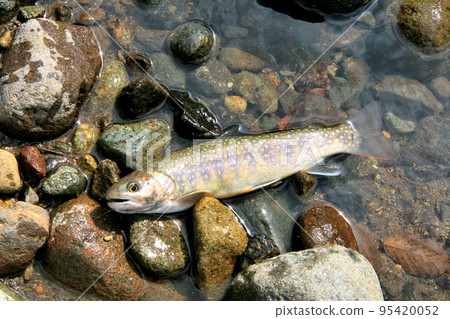 在風景秀麗的鐮川谷山澗中釣魚的高級男性垂釣者 在風景秀麗的鐮川谷山澗中釣魚的高級男性垂釣者 95420052
