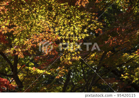 Nirasaki Central Park 02 95420115