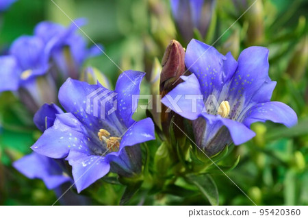 秋花龍膽藍 95420360