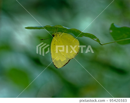 Red butterfly autumn type ♀ 95420383