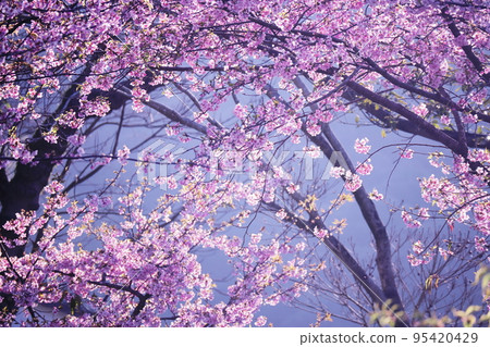 Beautiful cherry tree in full bloom 95420429