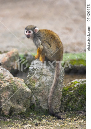Common squirrel monkey Common squirrel monkey 95420478