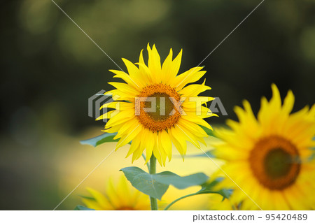 sunflower	 95420489