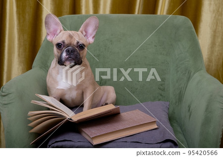 Bulldog dog poses looking at the camera while reading a book in a cozy green armchair. Bulldog dog poses looking at the camera while reading a book in a cozy green armchair. 95420566