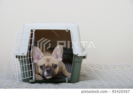 The bulldog dog lies in a large plastic shipping box and peers into the camera while lying on a soft bedding. The bulldog dog lies in a large plastic shipping box and peers into the camera while lying on a soft bedding. 95420567