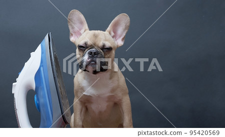 The bulldog dog sits at the electric iron during homework, closing his eyes from fatigue. 95420569