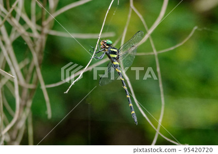 Japan's largest dragonfly Oniyanma's predatory behavior 95420720