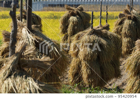 Rice racks on rice terraces during harvest season Rice racks on rice terraces during harvest season 95420954