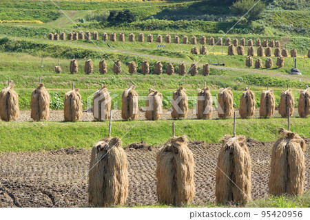 Rice racks on rice terraces during harvest season 95420956