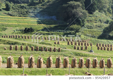 Rice racks on rice terraces during harvest season 95420957