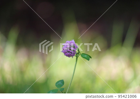 開花在領域的花 95421006