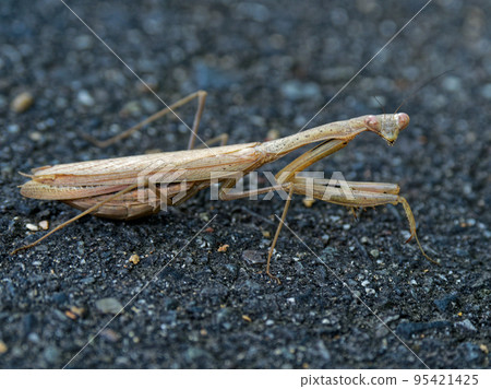 Mantis ♀ before spawning 95421425