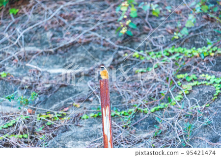 Daurian Redstart Male 95421474