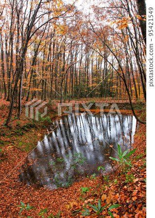 Scenery of autumn leaves wet with rain in Bijinbayashi in Tokamachi, Niigata Prefecture Scenery of autumn leaves wet with rain in Bijinbayashi in Tokamachi, Niigata Prefecture 95421549
