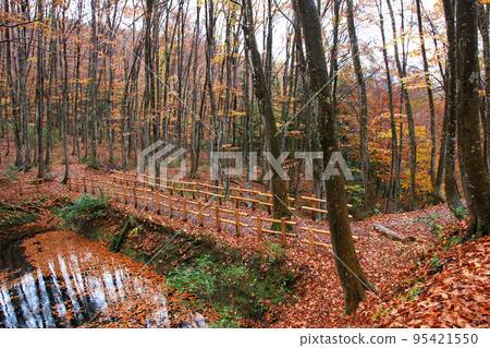 Scenery of autumn leaves wet with rain in Bijinbayashi in Tokamachi, Niigata Prefecture Scenery of autumn leaves wet with rain in Bijinbayashi in Tokamachi, Niigata Prefecture 95421550