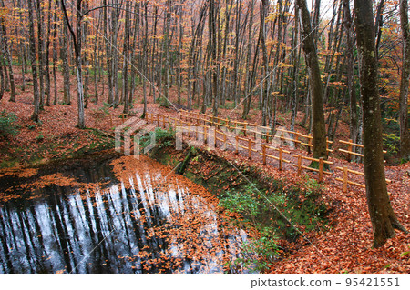 Scenery of autumn leaves wet with rain in Bijinbayashi in Tokamachi, Niigata Prefecture Scenery of autumn leaves wet with rain in Bijinbayashi in Tokamachi, Niigata Prefecture 95421551