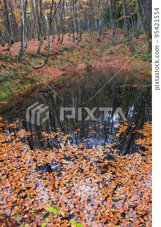 Scenery of autumn leaves wet with rain in Bijinbayashi in Tokamachi, Niigata Prefecture Scenery of autumn leaves wet with rain in Bijinbayashi in Tokamachi, Niigata Prefecture 95421554