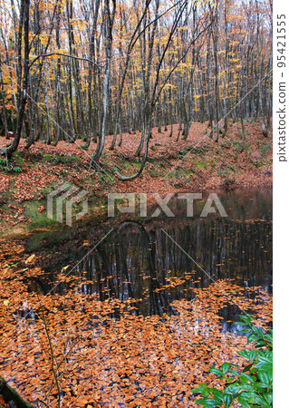 Scenery of autumn leaves wet with rain in Bijinbayashi in Tokamachi, Niigata Prefecture Scenery of autumn leaves wet with rain in Bijinbayashi in Tokamachi, Niigata Prefecture 95421555