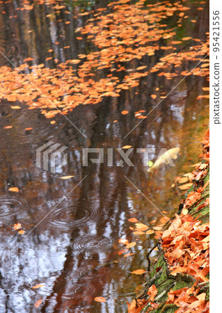 Scenery of autumn leaves wet with rain in Bijinbayashi in Tokamachi, Niigata Prefecture Scenery of autumn leaves wet with rain in Bijinbayashi in Tokamachi, Niigata Prefecture 95421556