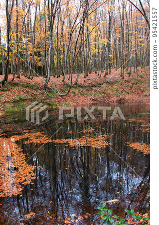 Scenery of autumn leaves wet with rain in Bijinbayashi in Tokamachi, Niigata Prefecture Scenery of autumn leaves wet with rain in Bijinbayashi in Tokamachi, Niigata Prefecture 95421557