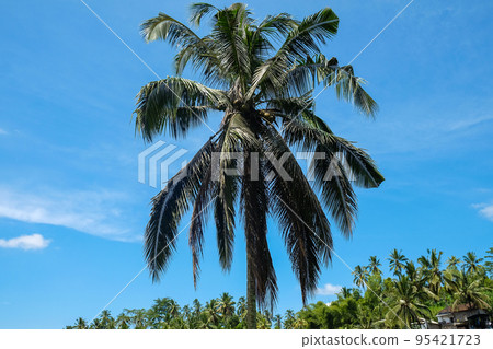 Green juicy palm trees against a beautiful blue sky. Paradise Island Bali Green juicy palm trees against a beautiful blue sky. Paradise Island Bali 95421723