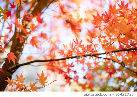 Autumn leaves 95421755