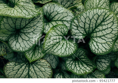 Abstract green leaf texture. Brunnera macrophylla wallpaper, plant with beautiful leaves 95421777