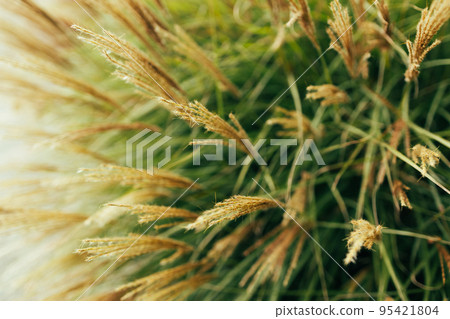 Abstract natural background of soft plants , Cortaderia selloana moving in the wind. Bright and clear scene of plants similar to feather dusters. 95421804