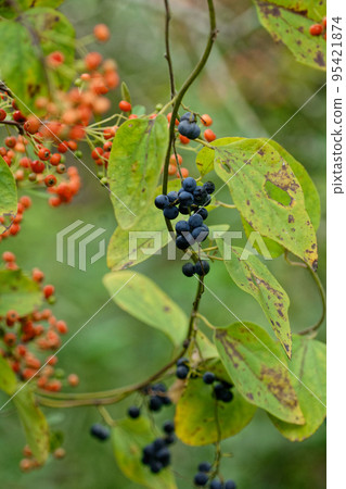 Fruit of Aotsuzurufuji 95421874