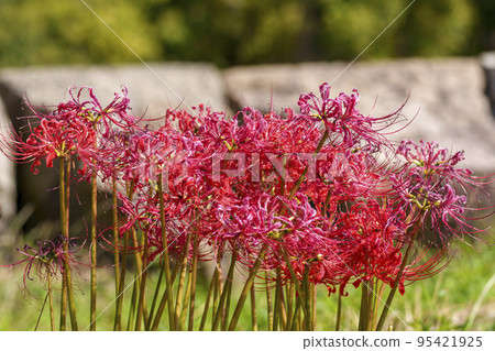 Red cluster amaryllis [Osaka Castle Park] 95421925